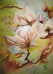 Q12 MAGNOLIE